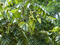 Centrolobium tomentosum