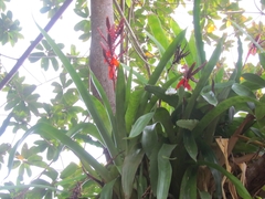 Aechmea tillandsioides