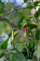 Hauya elegans, photograph (c) José Javier Barrios Flores, some rights reserved (CC BY)