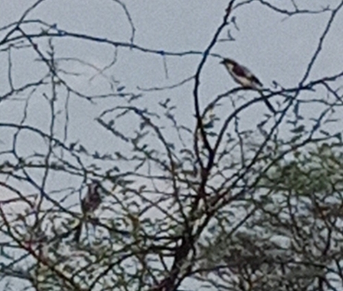 Grey-backed Fiscal