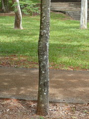 Centrolobium tomentosum