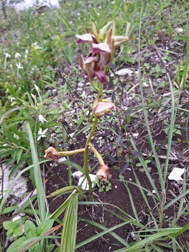 Eulophia nuda observed 2026-06-29