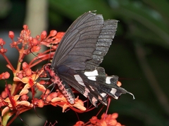 Byasa polyeuctes