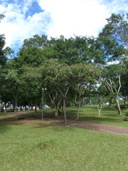 Centrolobium tomentosum