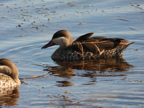 iNaturalist: (c) manatok, some rights reserved (CC BY-NC), uploaded by manatok iNaturalist image