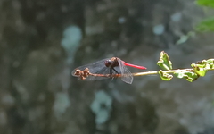 Orthetrum villosovittatum