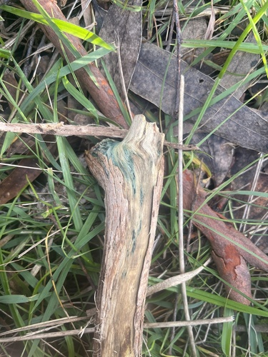 Green Wood Cup