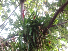 Aechmea tillandsioides
