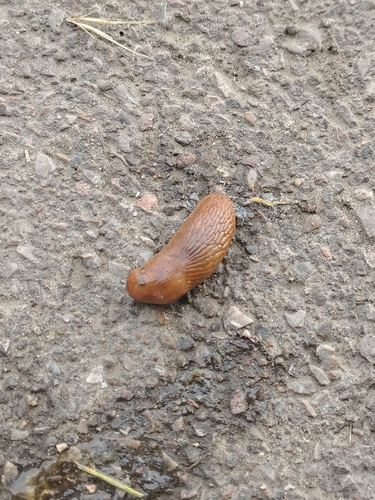 Spanish Slug