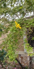 Senna polyphylla