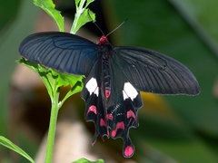 Byasa polyeuctes