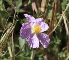 Cistus