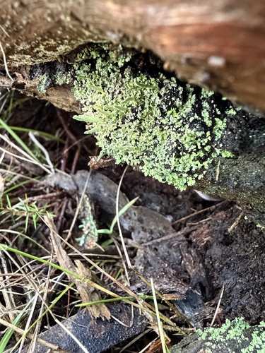 Cladonia rigida
