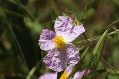 Cistus