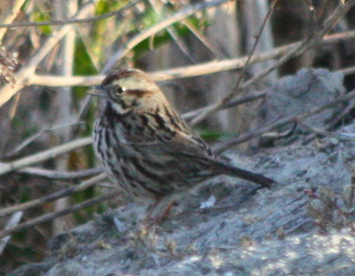 Melospiza melodia