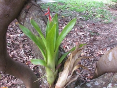 Aechmea tillandsioides