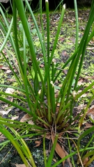 Eleocharis dulcis