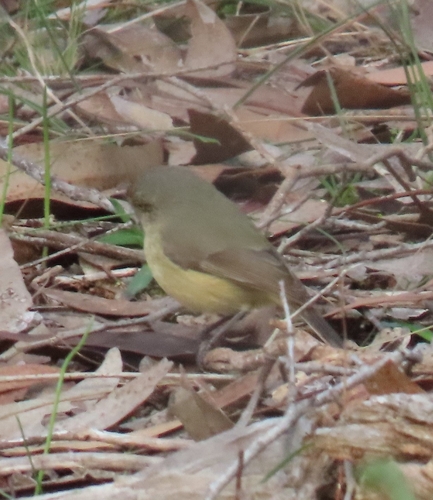 Buff-rumped Thornbill