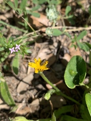 Acmaeodera neglecta neoneglecta