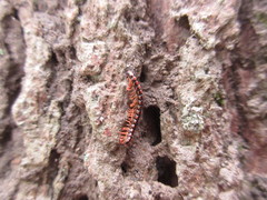 Helicorthomorpha holstii