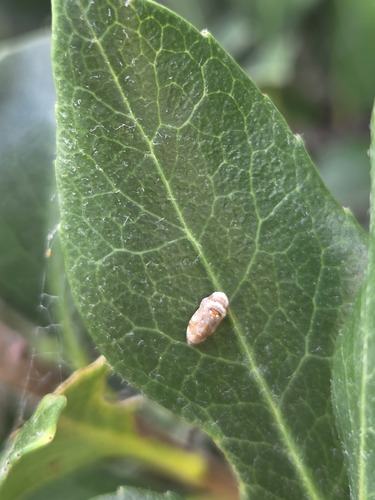 Neovulturnus vultuosus observed 2026-07-10