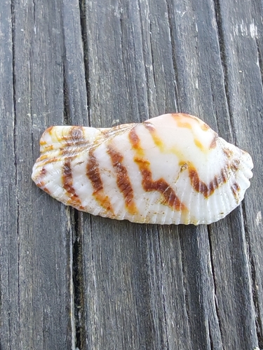 Noah's Ark shell