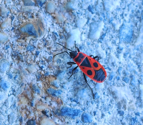 European Firebug