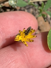 Acmaeodera neglecta neoneglecta