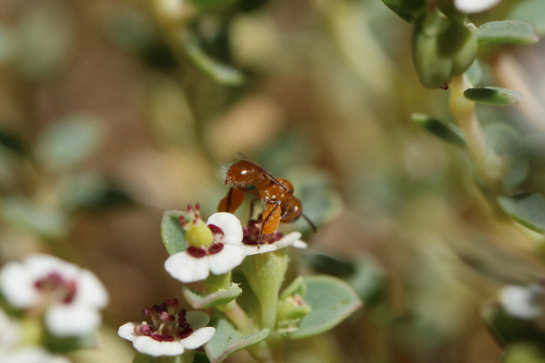 Euphorb Mini-Fairy Bee photo 3