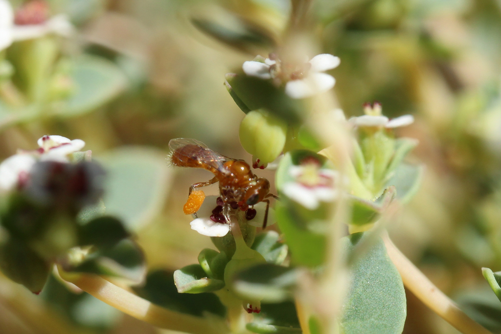 Euphorb Mini-Fairy Bee