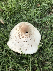 Chlorophyllum molybdites image