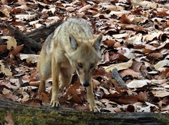 Canis aureus indicus