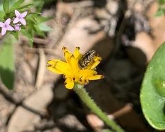 Acmaeodera neglecta neoneglecta