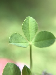 Trifolium microcephalum