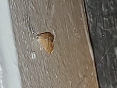 Glaphyria sesquistrialis