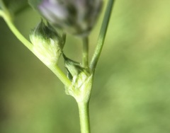 Trifolium microcephalum