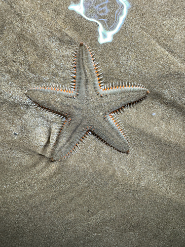 Astropecten vappa observed 2026-07-04