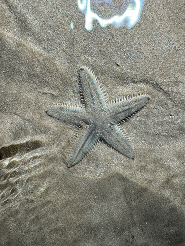 Astropecten vappa observed 2026-07-04