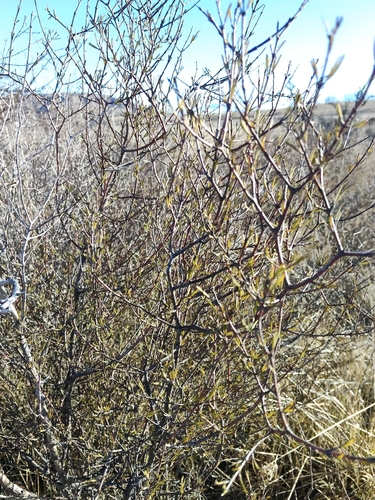 Coprosma intertexta