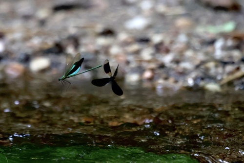 Green Metalwing