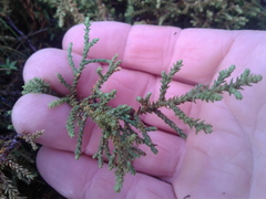 Lepidothamnus laxifolius