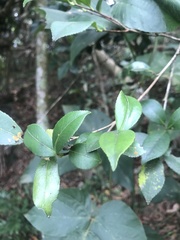 Theaceae