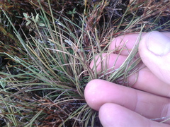 Rytidosperma setifolium