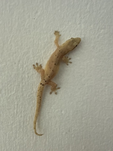 Lepidodactylus lugubris observed 2026-07-10