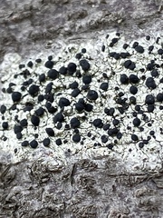 Tephromelataceae