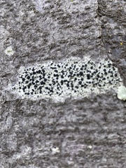 Tephromelataceae