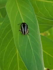 Calligrapha californica