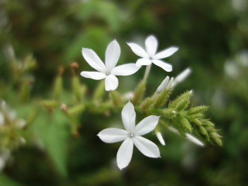 Plumbago zeylanica