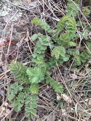 Geum triflorum