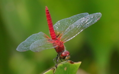 Aethriamanta nymphaeae